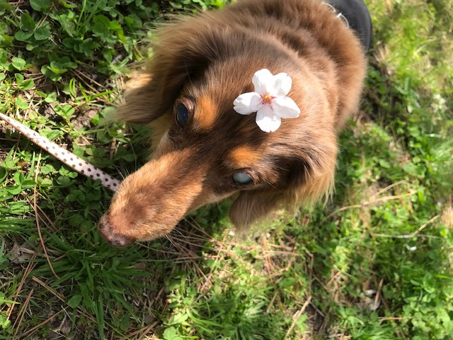 在宅ワークを始めた理由