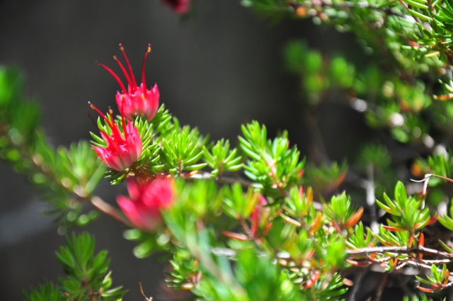期間限定のおススメおやつ♪