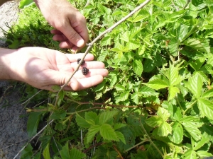 ブラックベリー