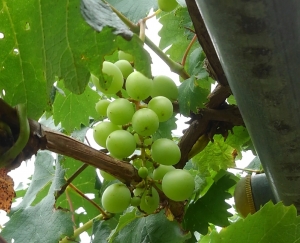 ライフスタイルに合わせた在宅ワークを