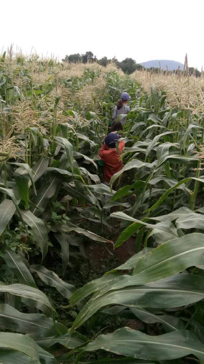 とうもろこピッキング
