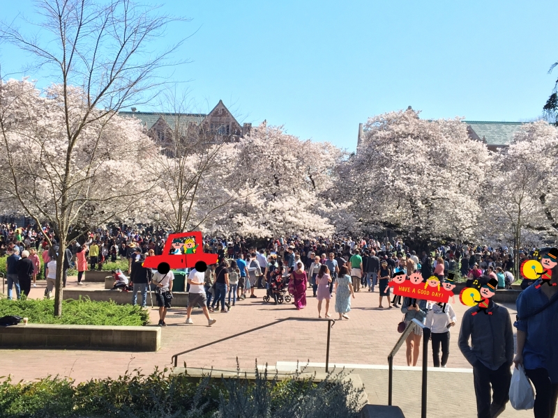アメリカでお花見☆