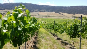 隠れたお酒天国☆タスマニア