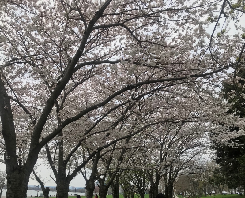 カナダでもお花見!