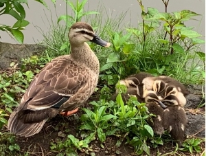 こう言う生き方もあるよ－シニア男性より