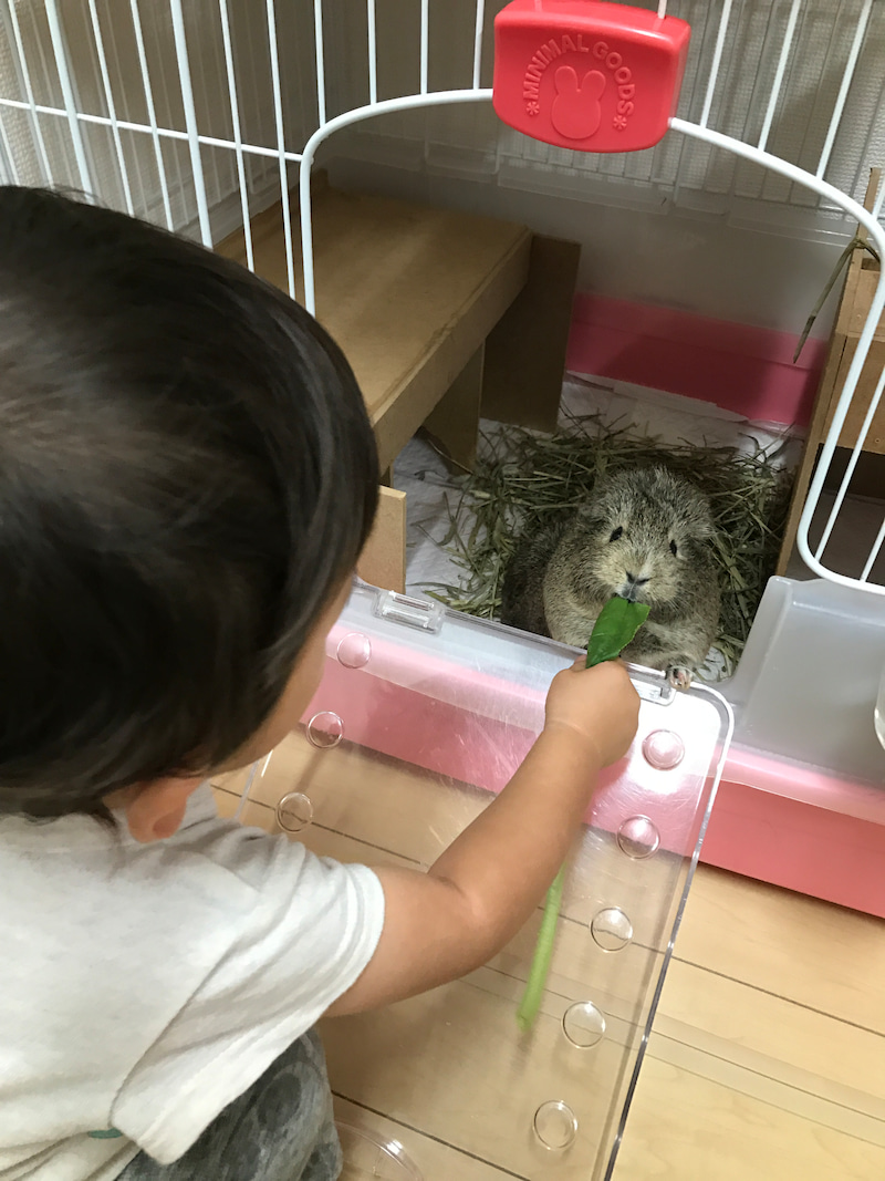 息子とモルモット