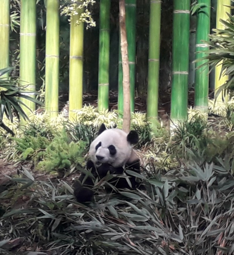 カナダのカルガリーにパンダ♪