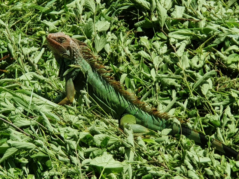 コスタリカってどんな国?第3弾~父のフィンカ~