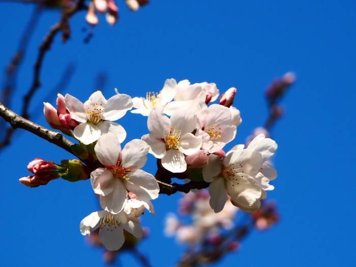 シアトルでお花見
