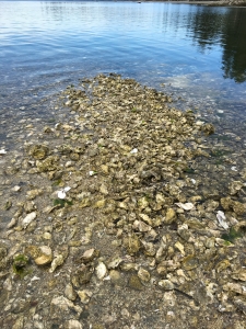 全部食べ終わった牡蠣の殻