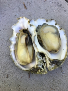 シアトルで牡蠣採り、第２弾☆