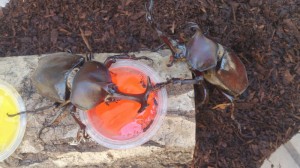 子供と一緒に成長