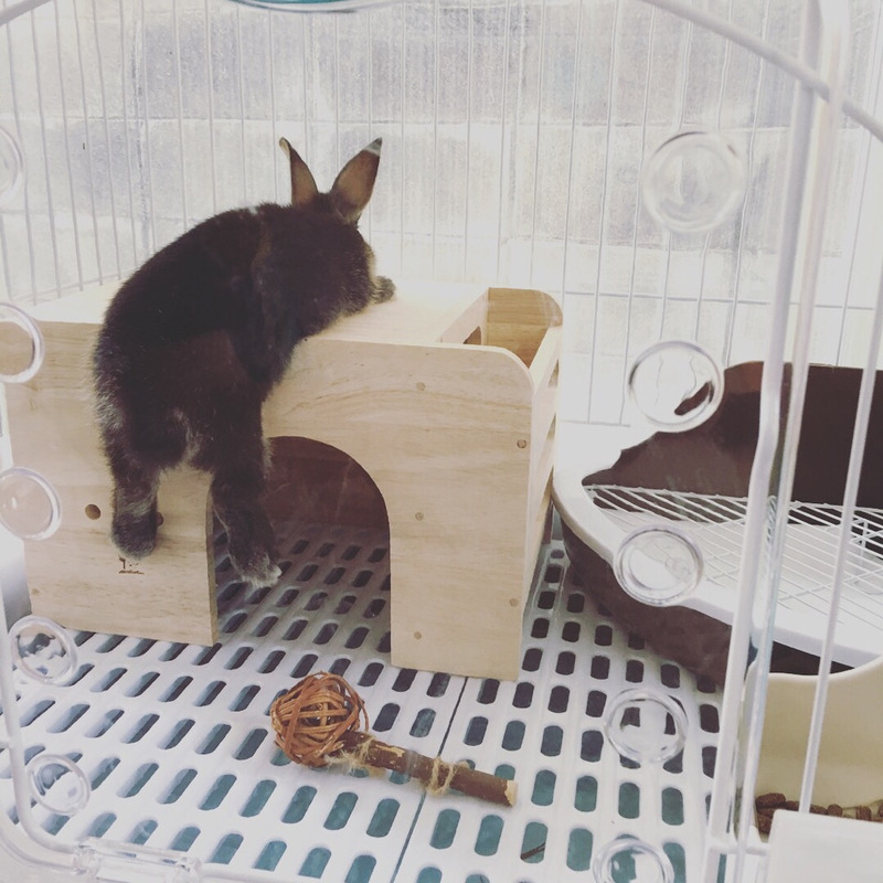 小屋に上るウサギ