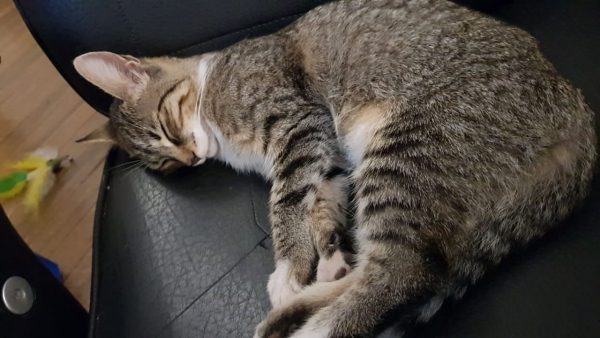 ネコちゃん日記