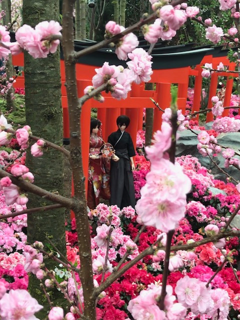 シンガポールでお花見