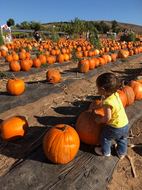 パンプキンパッチに行ってきました