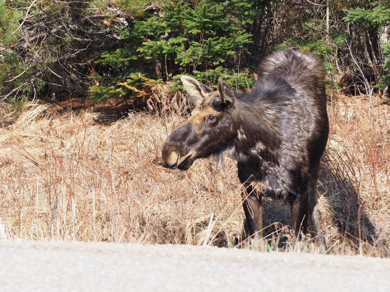 春のアルゴンキン州立公園