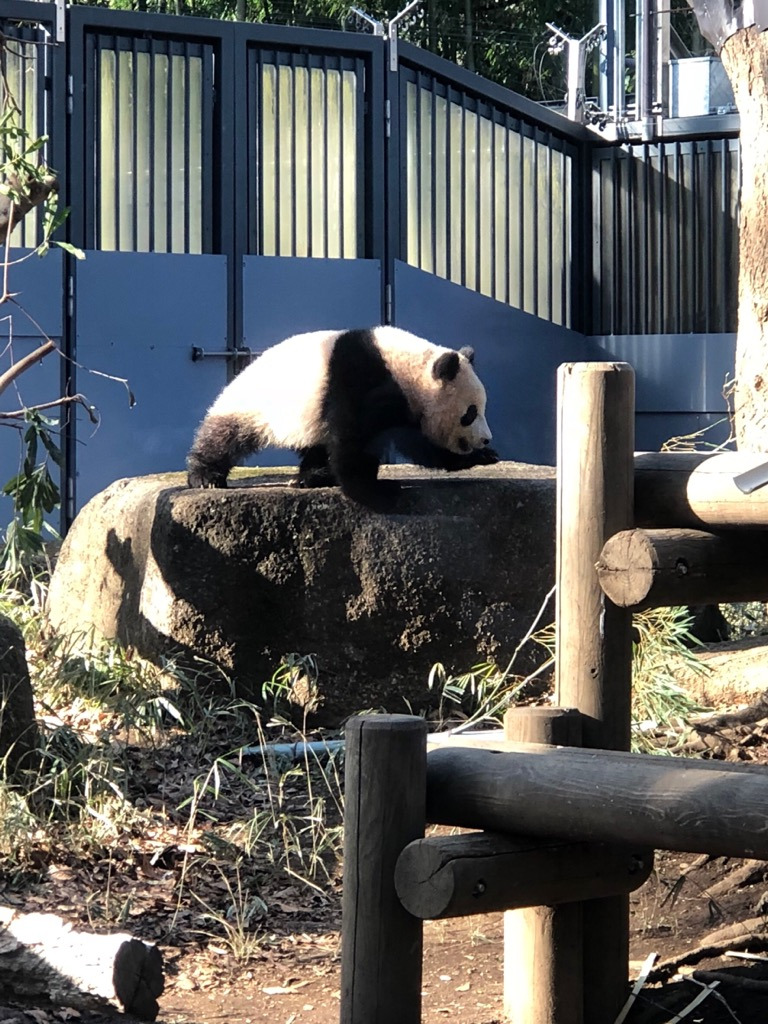 我が家のパンダブーム