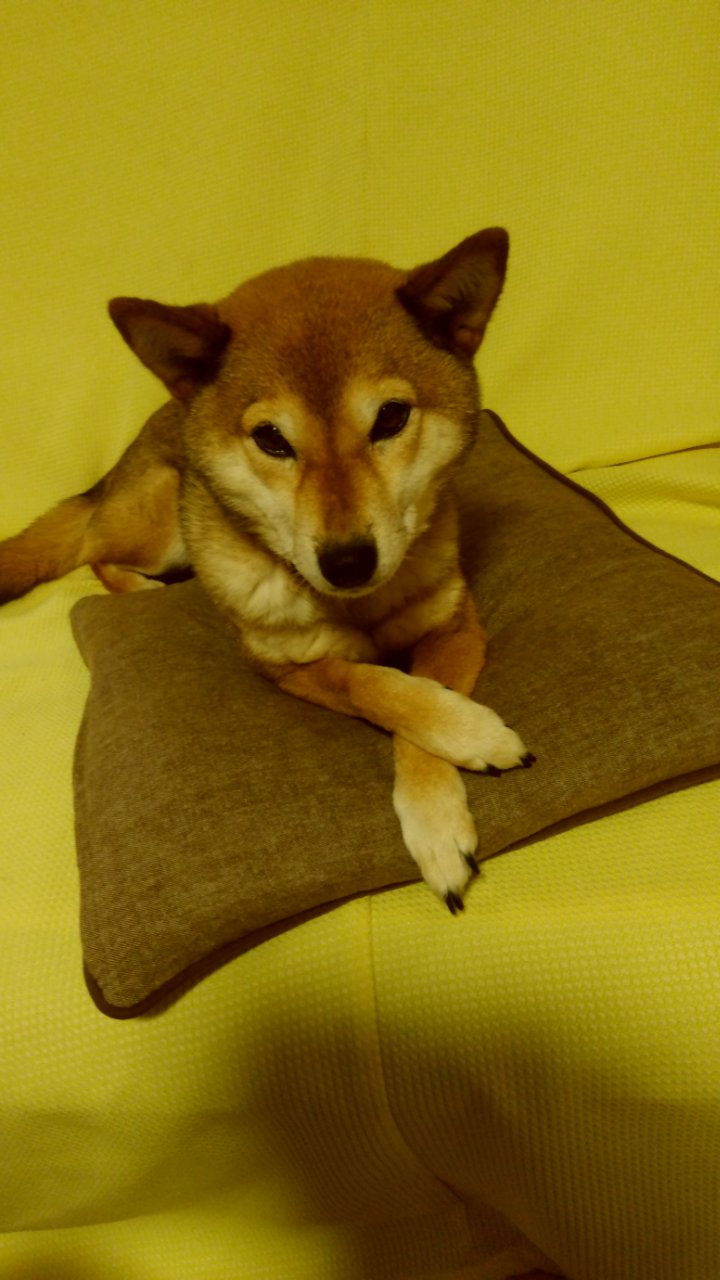 在宅ワーク～柴犬小夏ちゃんといっしょ～VOL.2