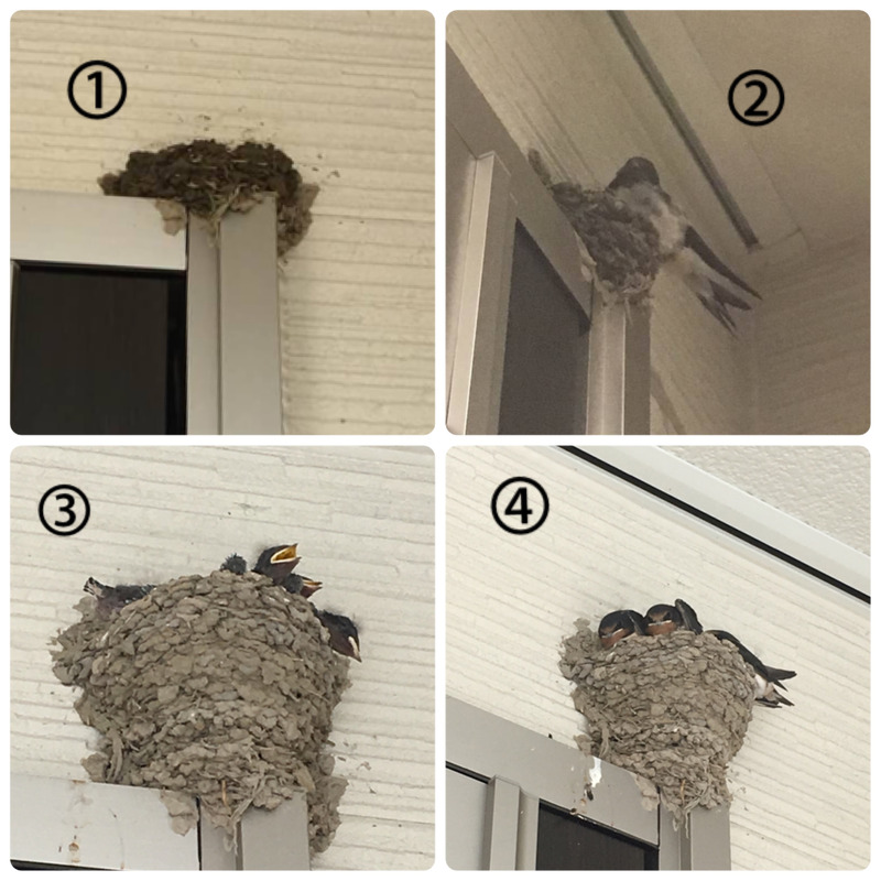 我が家にツバメが♪