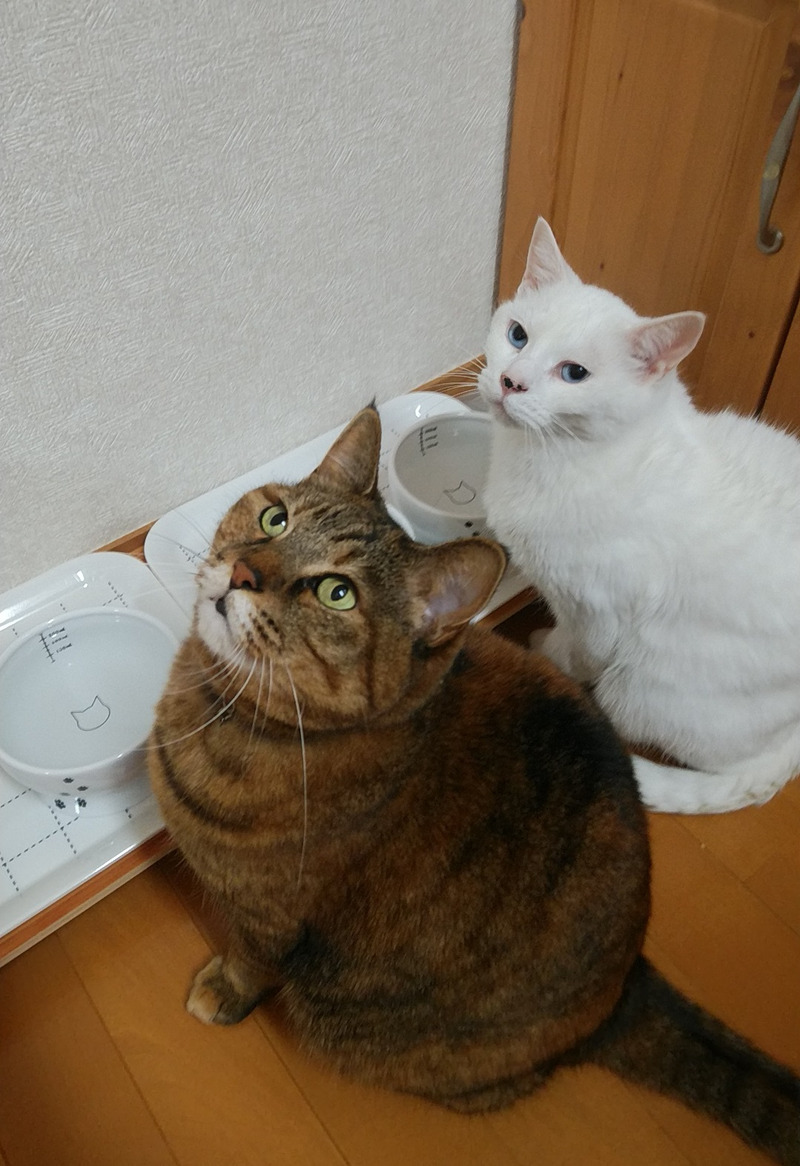 にぎやかなわがオフィス