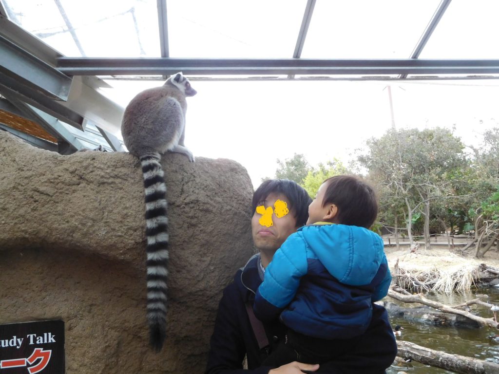ちょっとビビりながらワオキツネザルを見ている息子