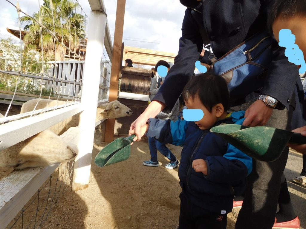 ひつじに餌やり