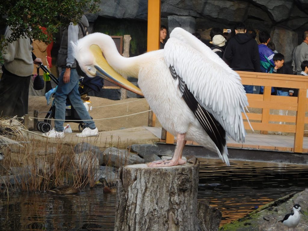 ペリカン