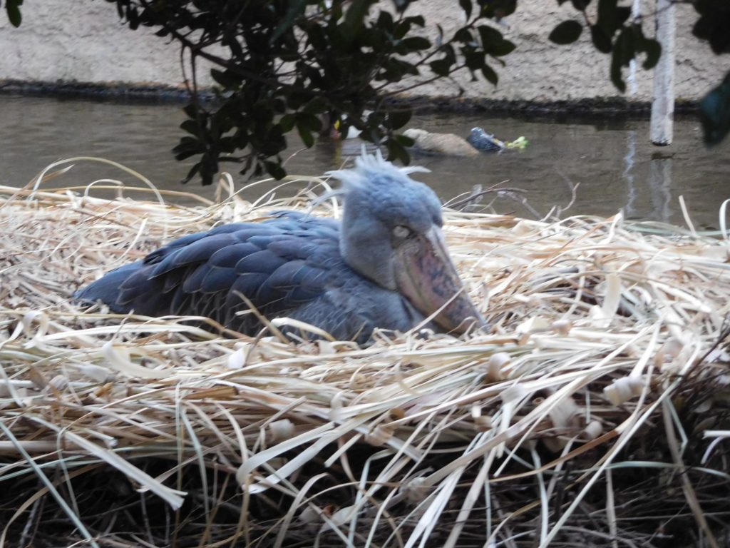 人気のハシビロコウ