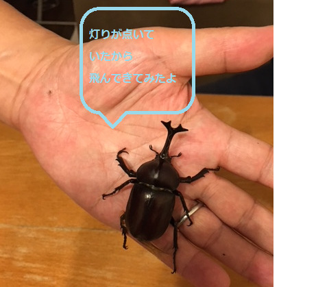 窓辺のお客様♫