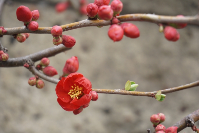 ~在宅ワークという選択をして8ヵ月~