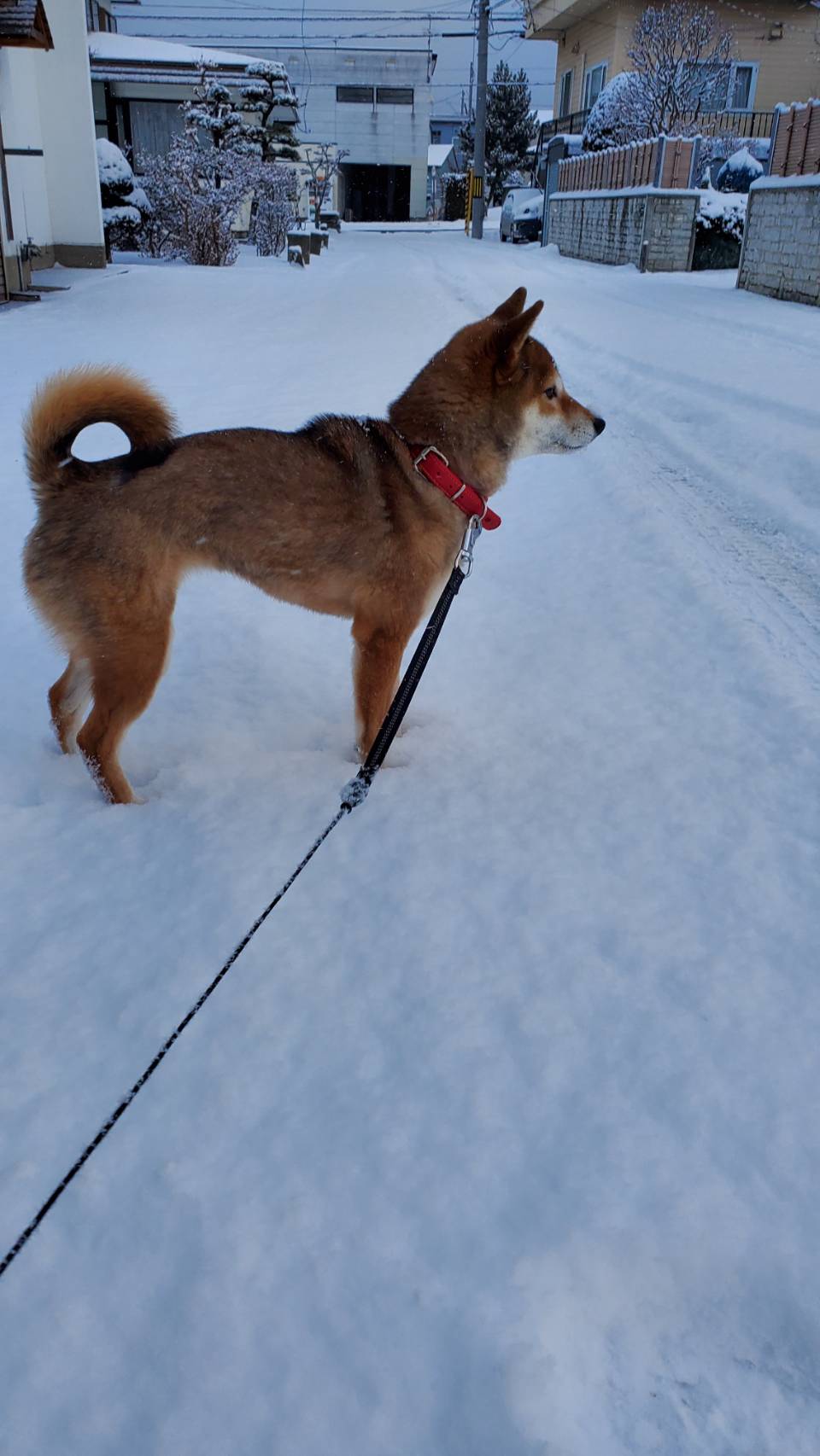 在宅ワーク～柴犬小夏ちゃんといっしょ～VOL.3