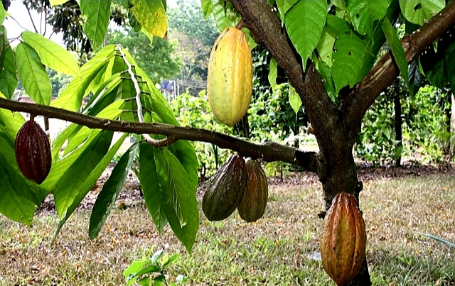 カカオ豆