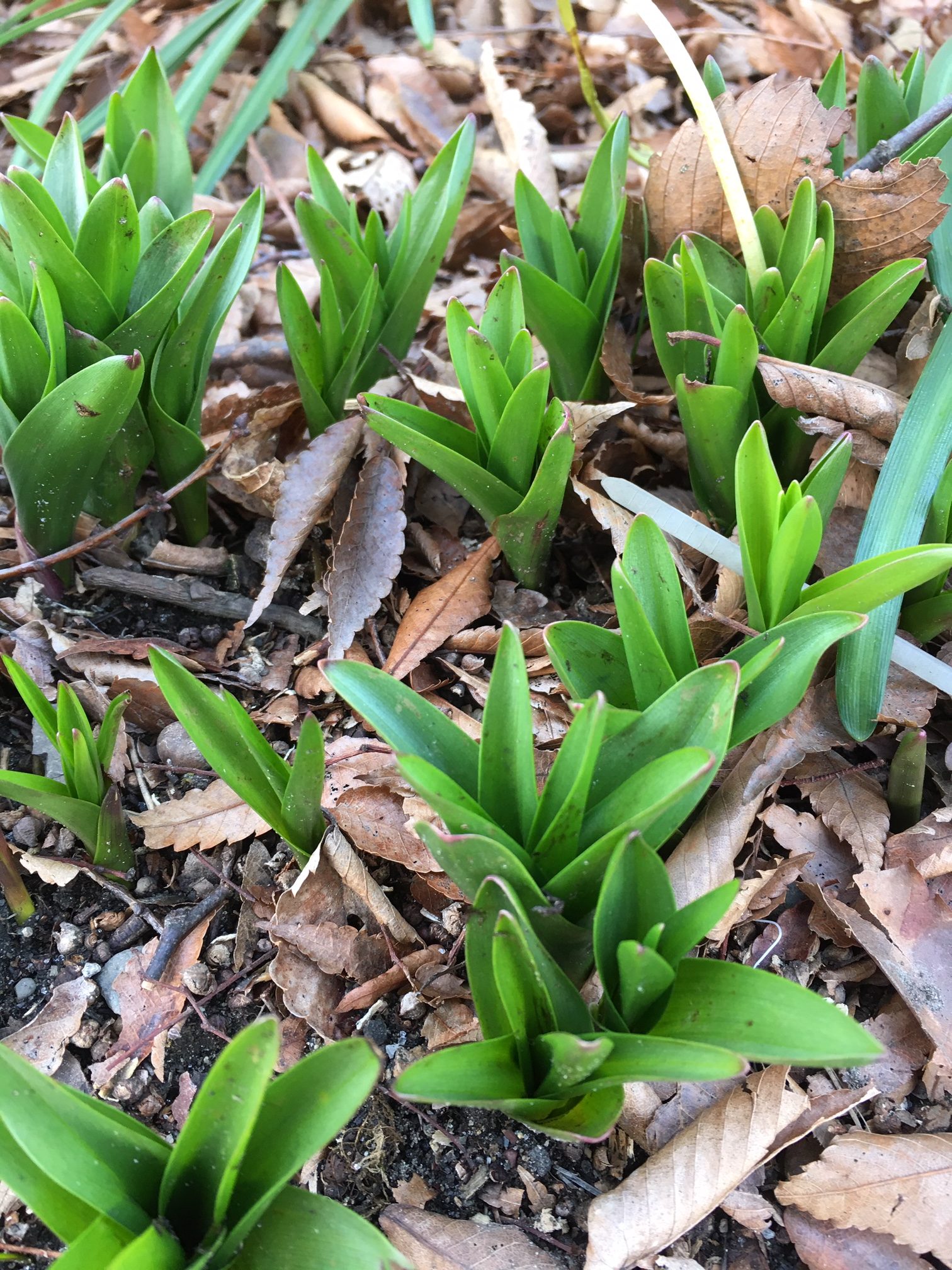 在宅ワークで自分を成長！
