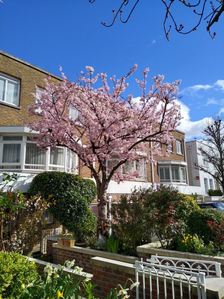 ロンドンの桜