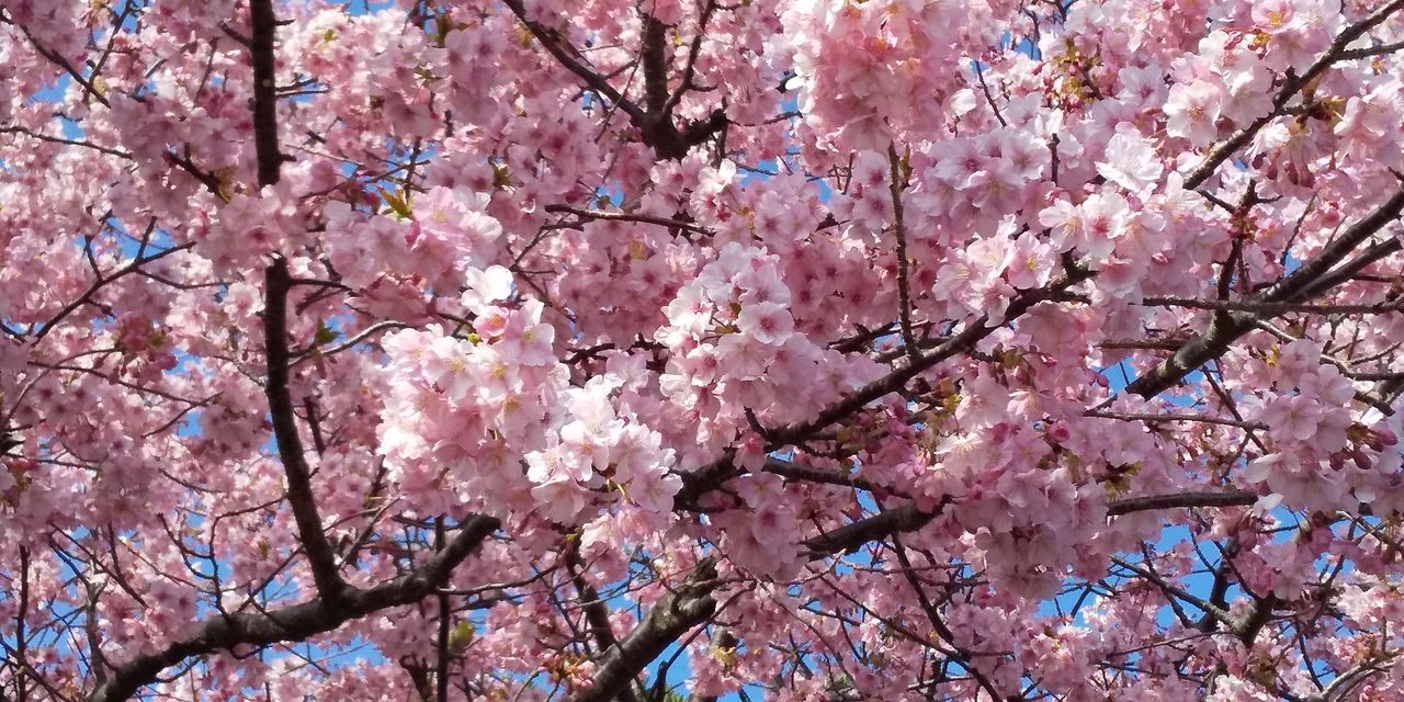 一足早くお花見