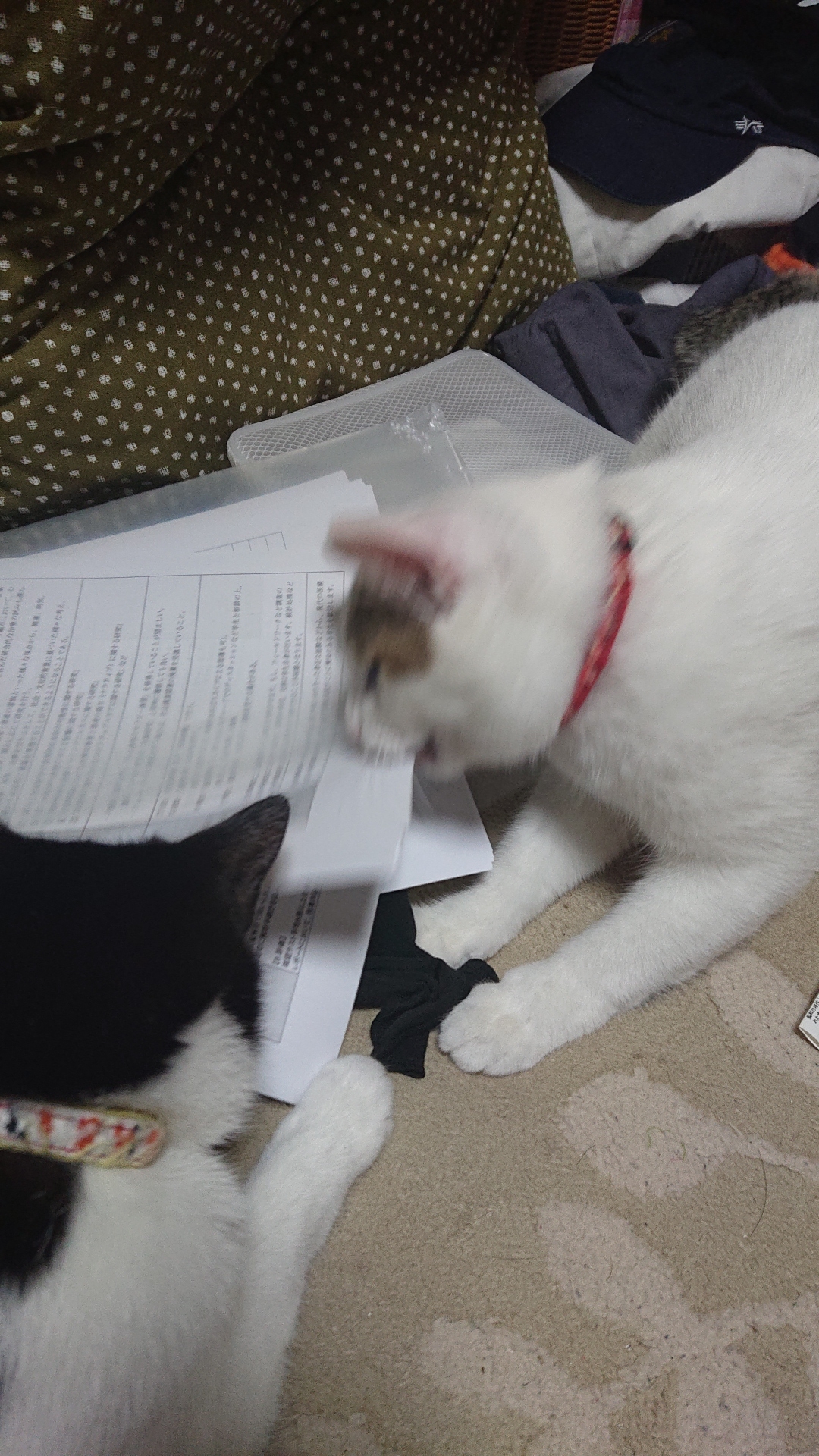 子、育てた。うちのかわいい子どもたち。