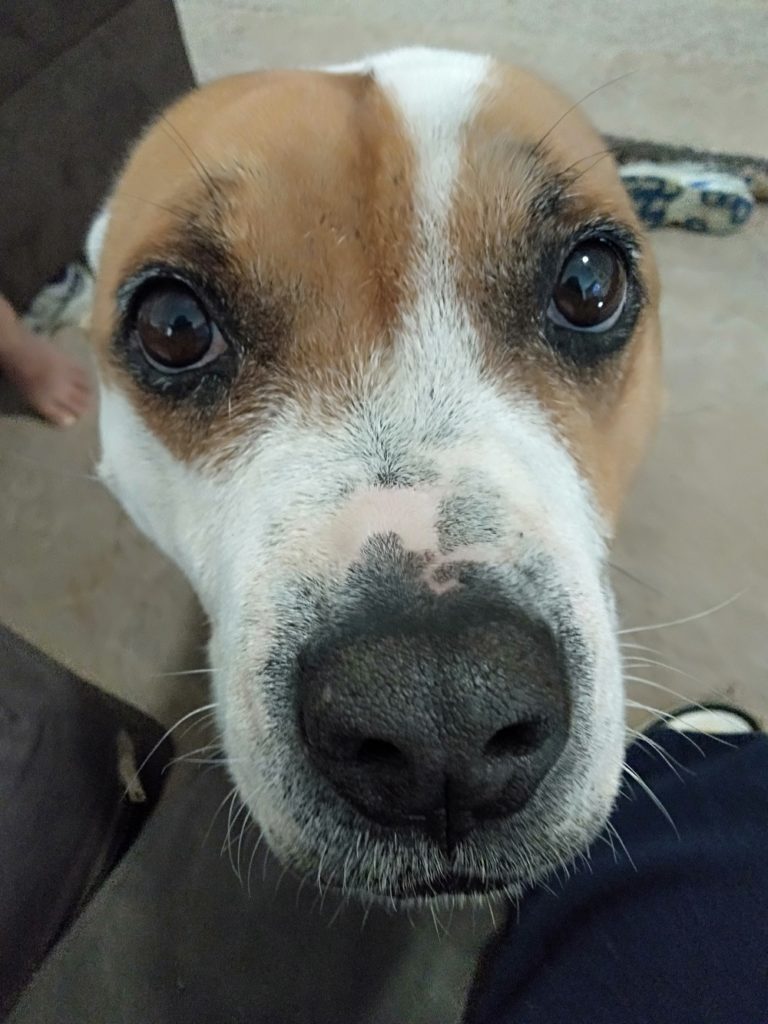 可愛い犬の写真