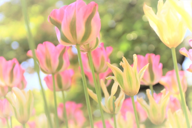 チューリップ