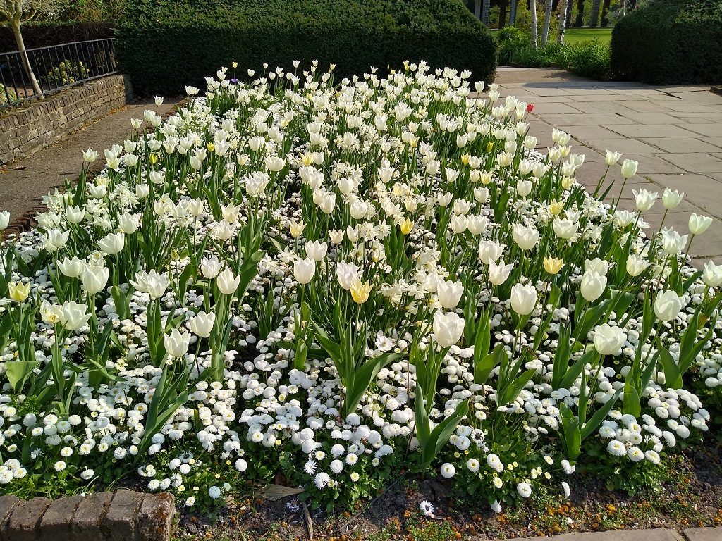 白のチューリップ