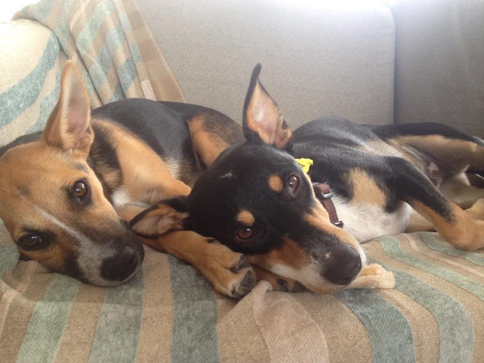 オーストラリア わんちゃん