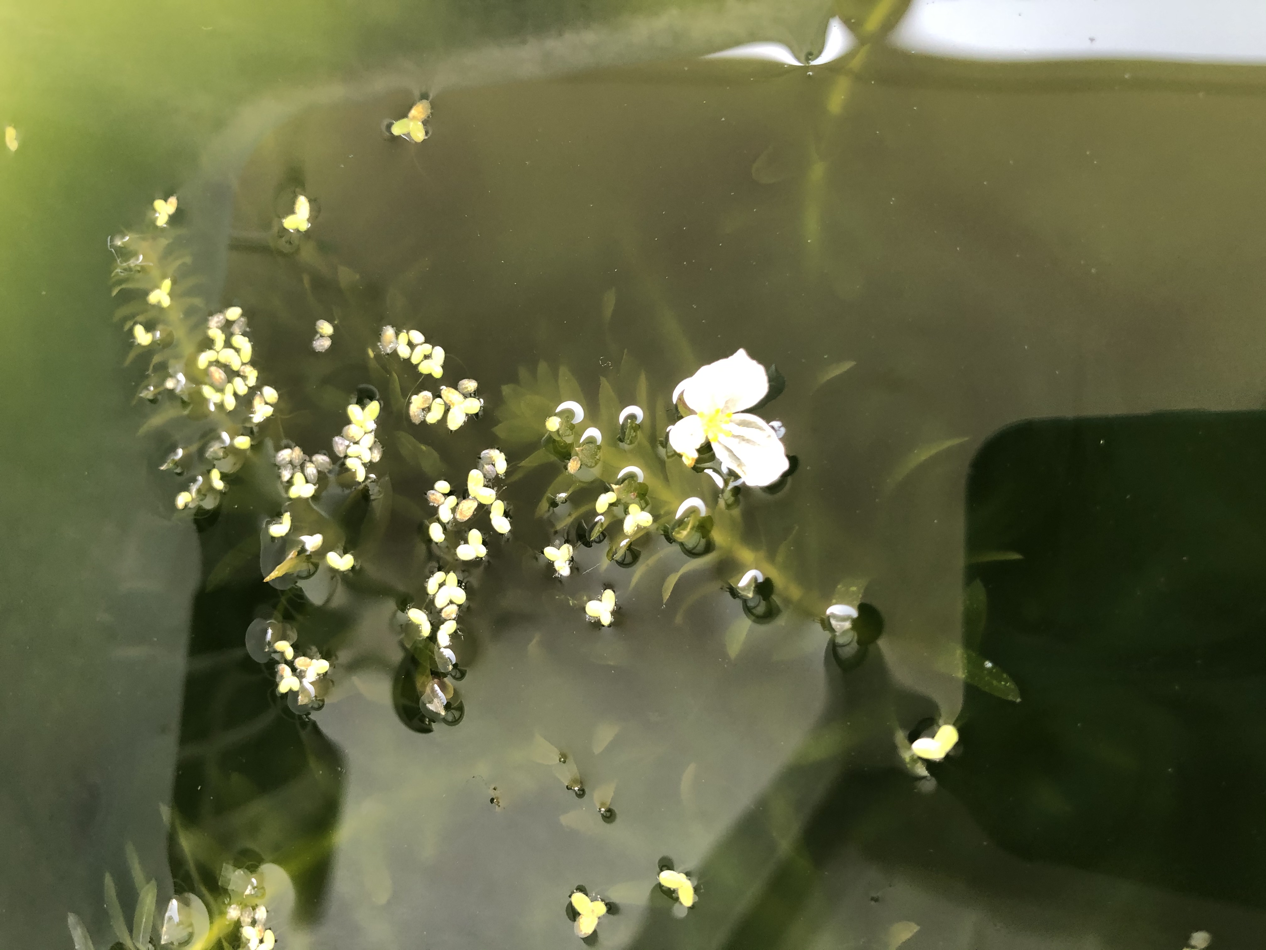 水面に咲いた一輪の花にほっこり～