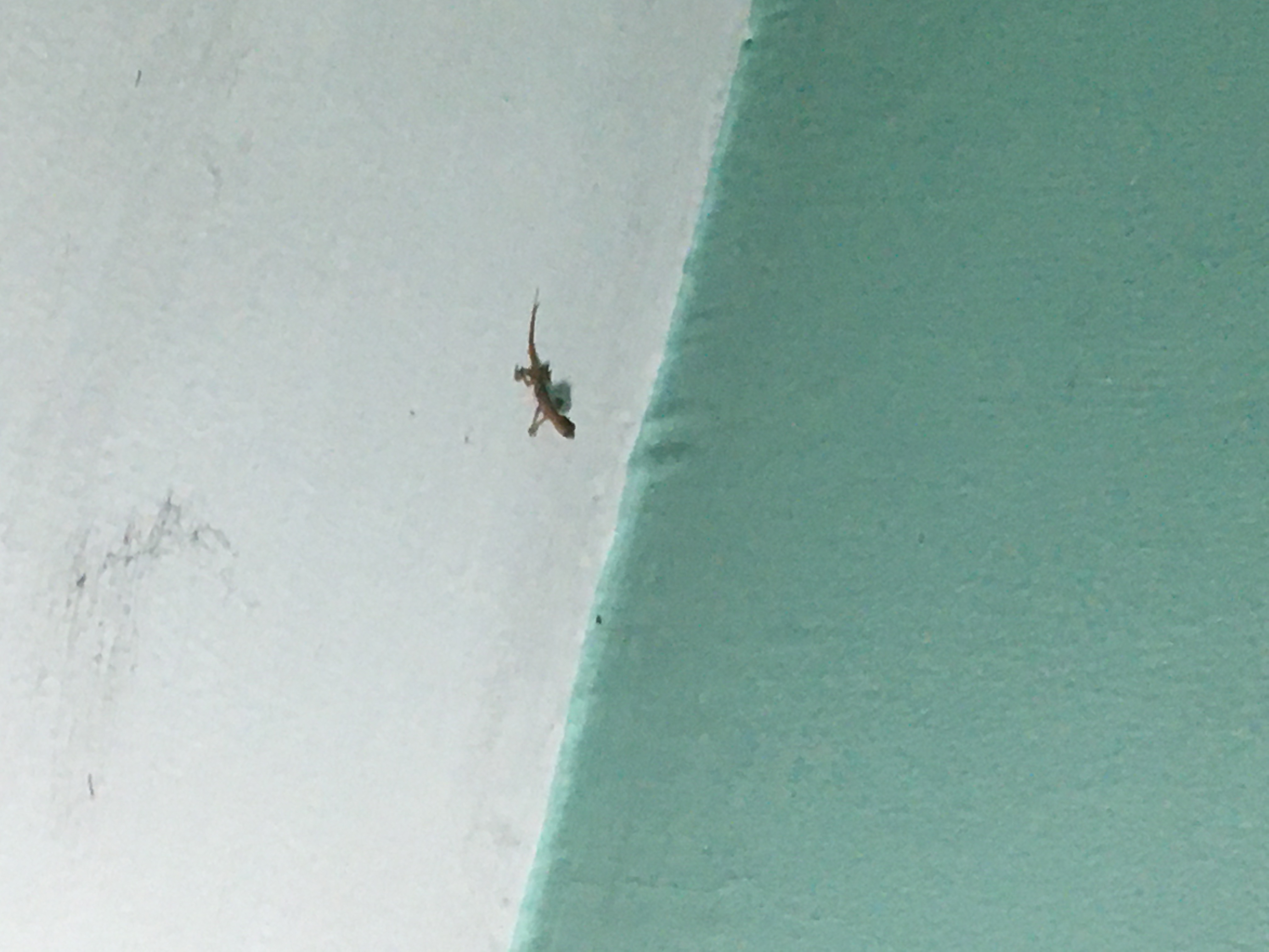 ヤモリにまつわるエトセトラ