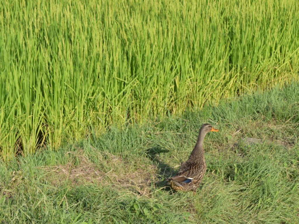 合鴨農法の田んぼ