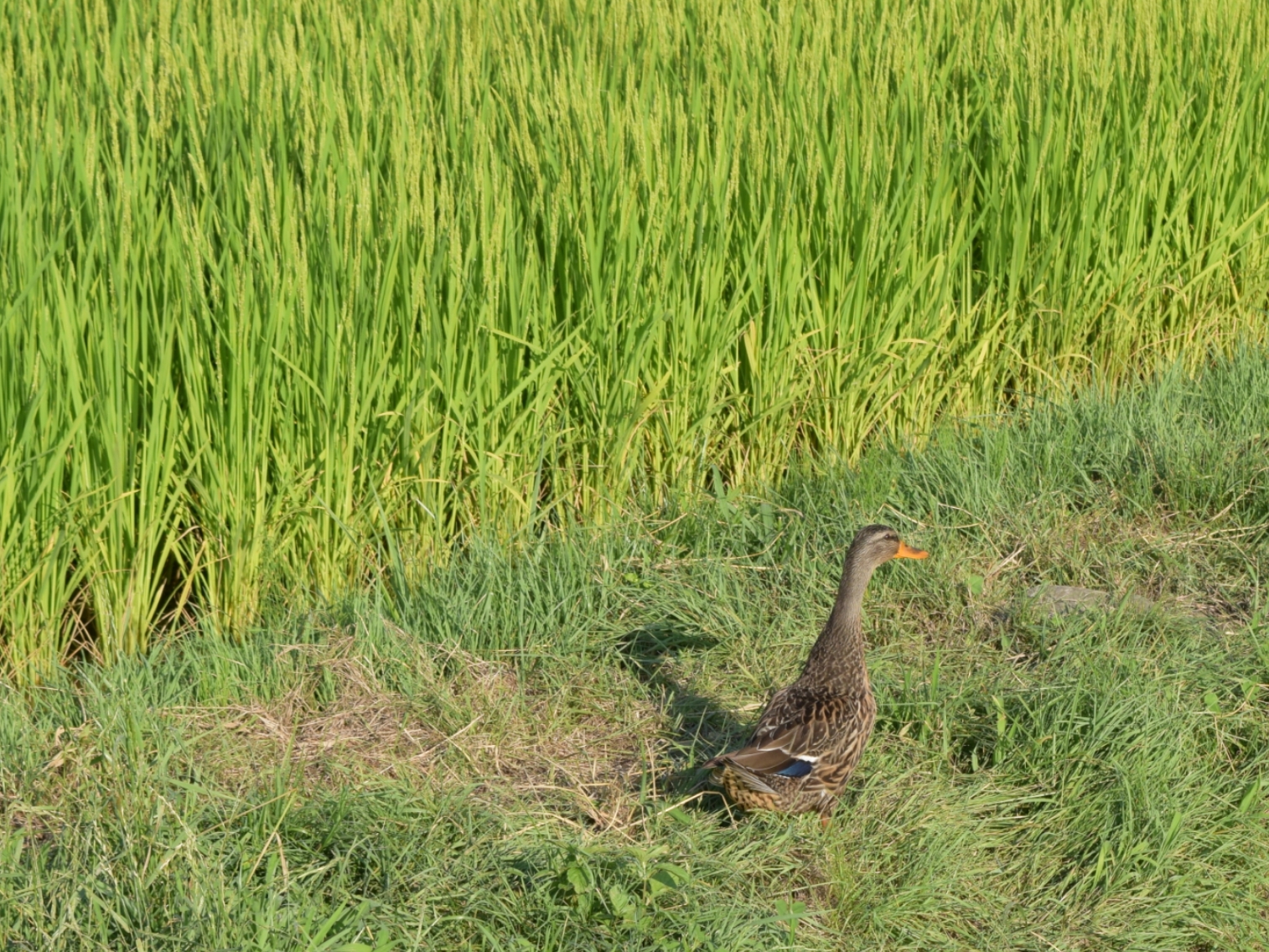 今年の夏休みの予定