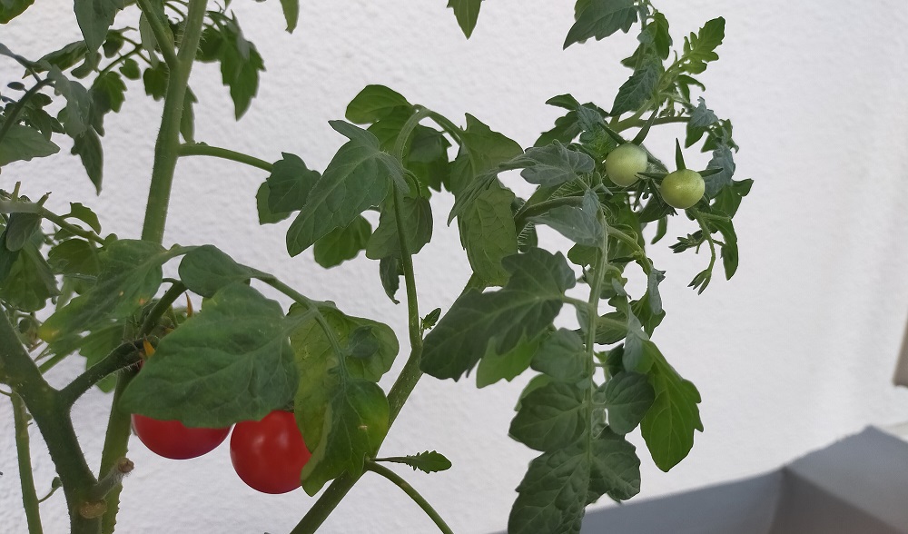 新しいライフスタイルの始まり