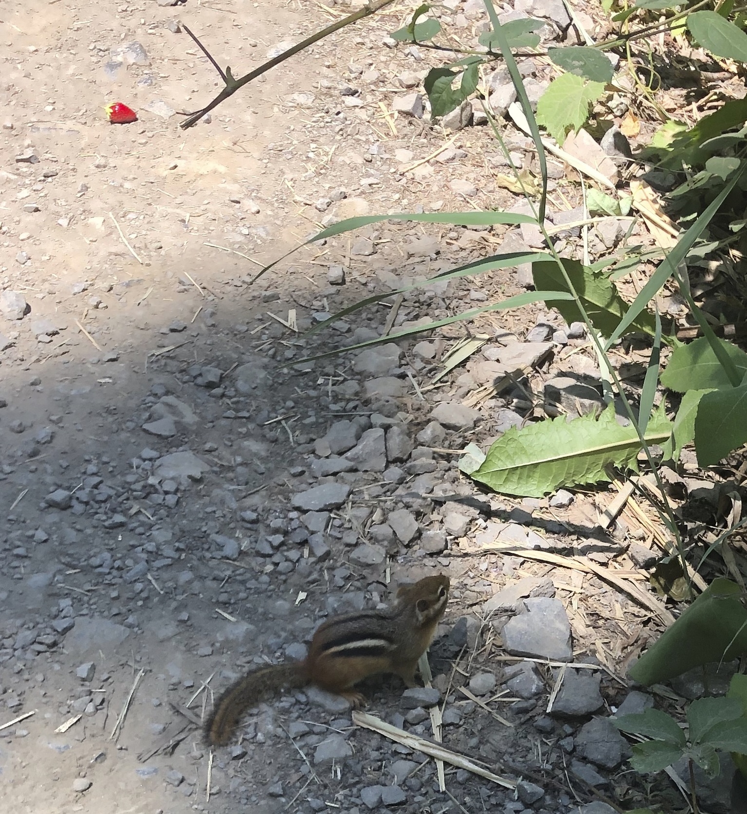 夏休みに出来ること