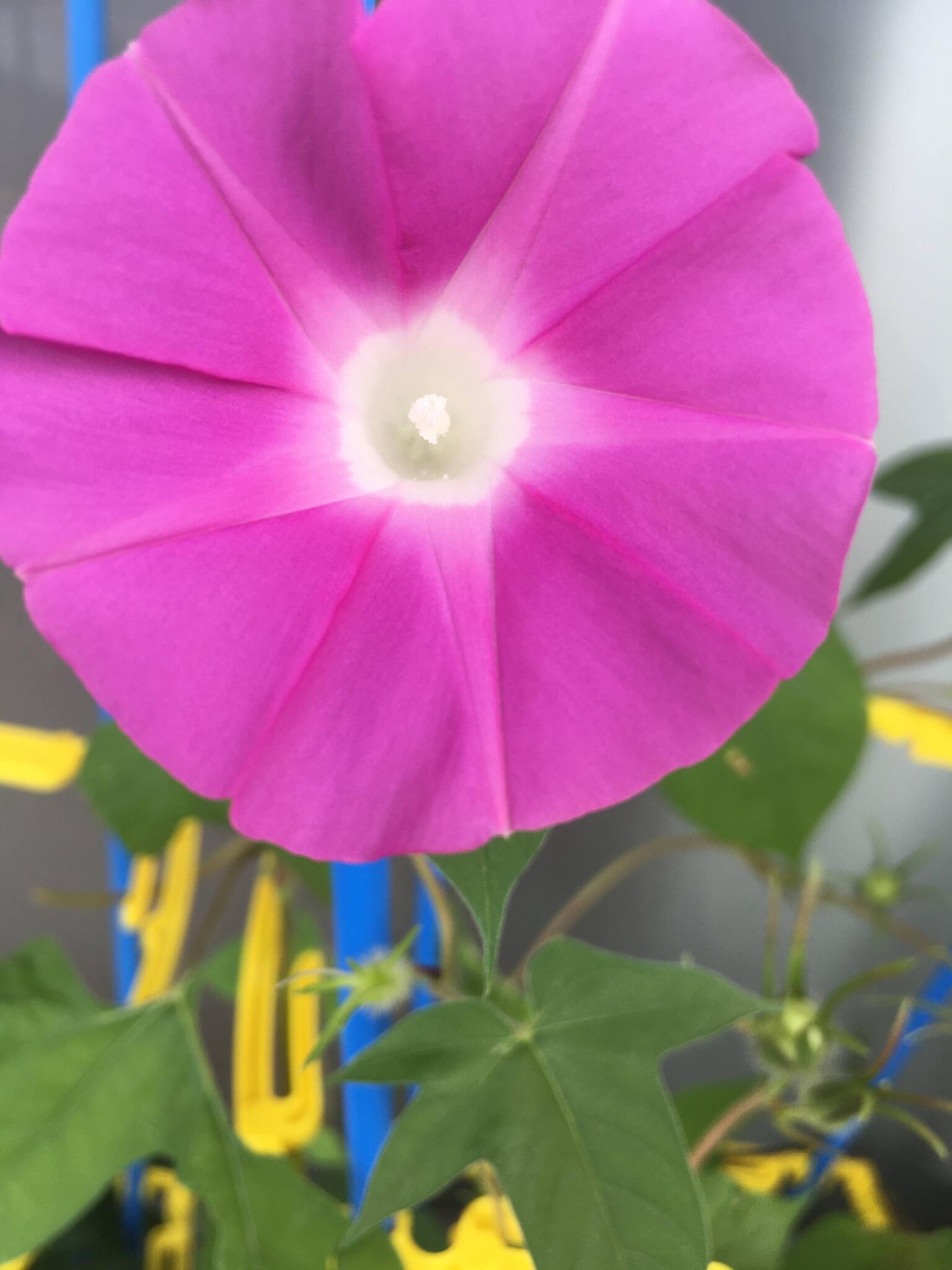 在宅で業務委託なのに仲間がいる動画制作