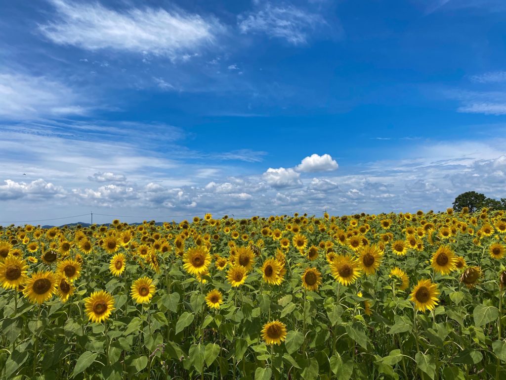 ひまわり畑