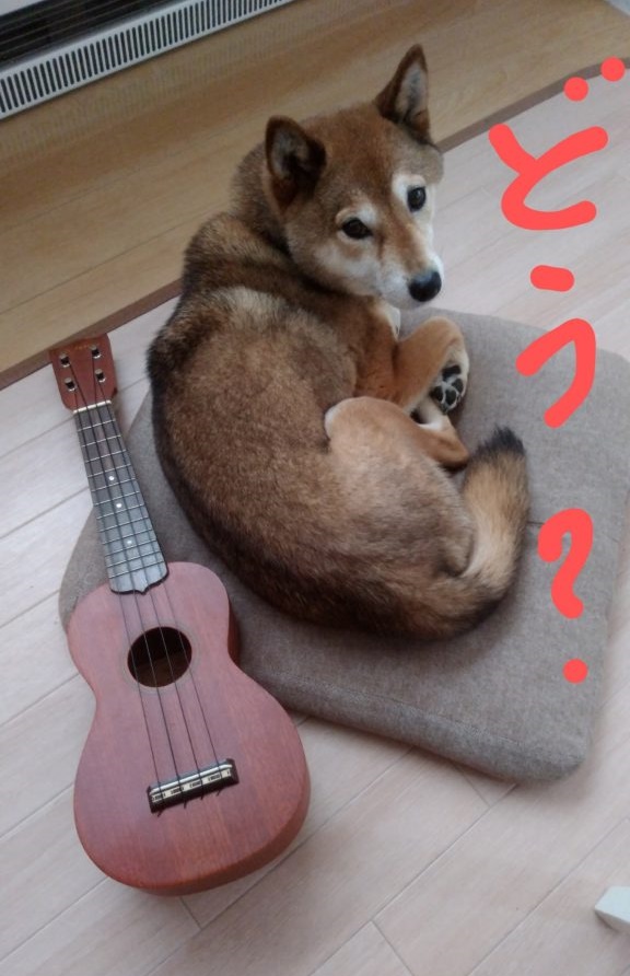 在宅ワーク～柴犬小夏ちゃんといっしょ～vol.5